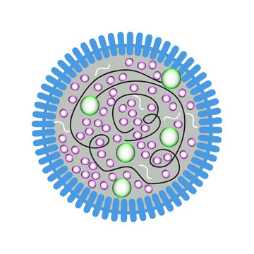 Mycoplasma