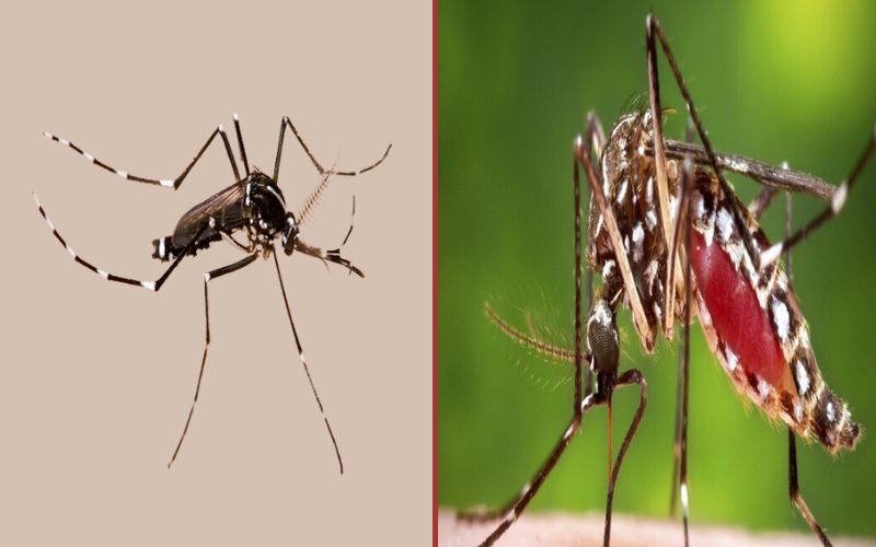 12 Amazing thing about Aedes Aegypti and Albopictus