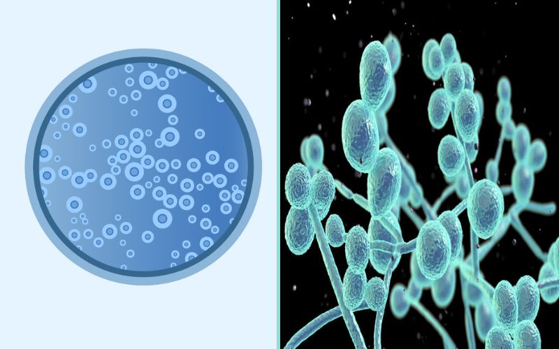 Cryptococcus Neoformans and Candida Albicans – 9 Best Difference