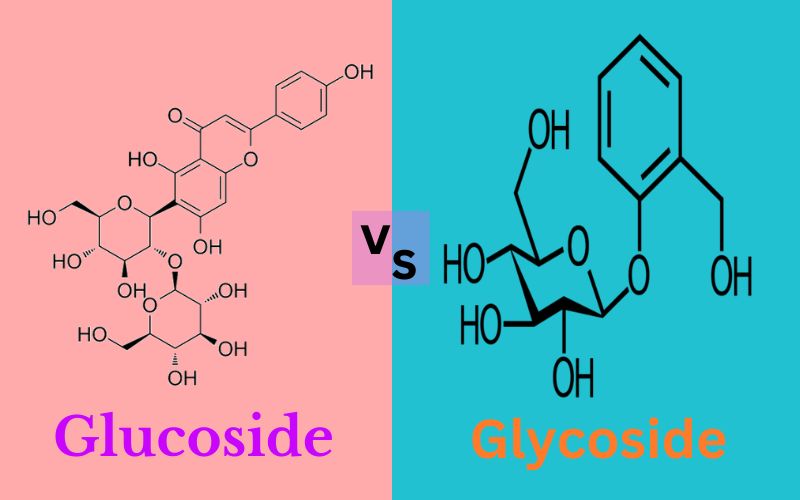 Glucoside and Glycoside