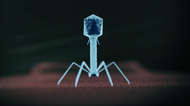 Lambda Phage