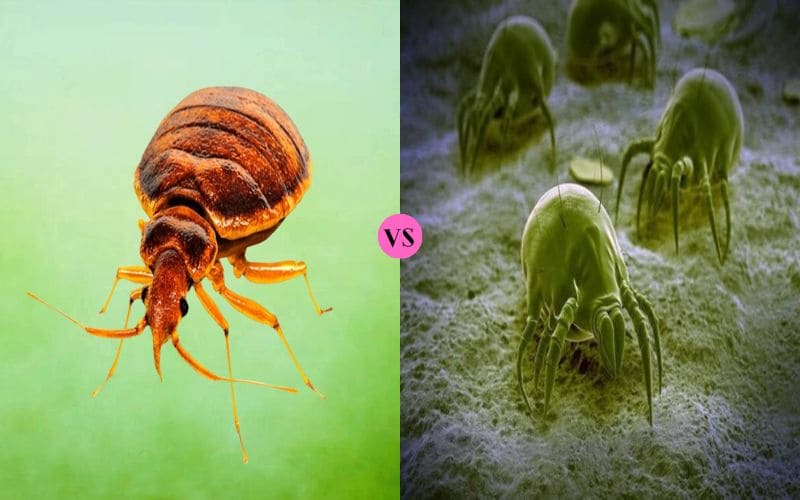 Difference Between Bed Bugs and Dust Mites
