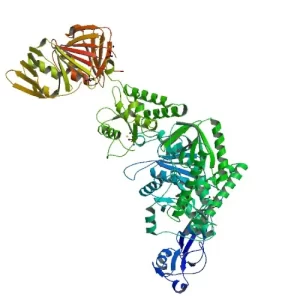 Pfu Polymerase