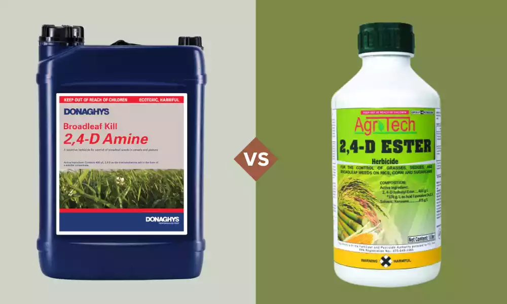 What Is The Difference Between 2 4-D Amine and Ester