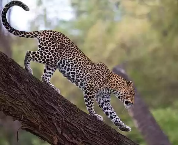 Behavior and Lifestyle of Leopard