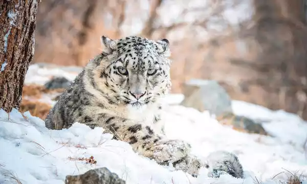 Behavior and Lifestyle of Snow Leopard