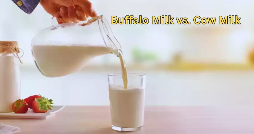 Difference Between Buffalo Milk and Cow Milk