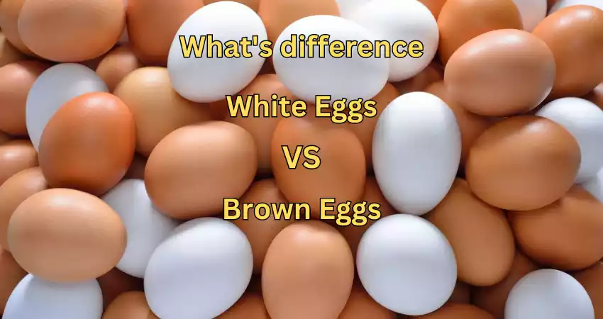Difference between White Eggs and Brown Eggs