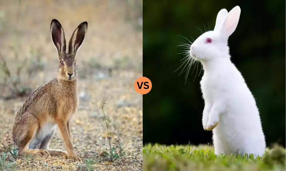 Difference Between Hare vs Rabbit