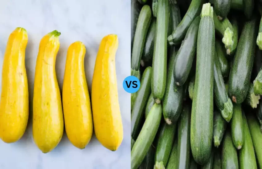 Squash vs Zucchini