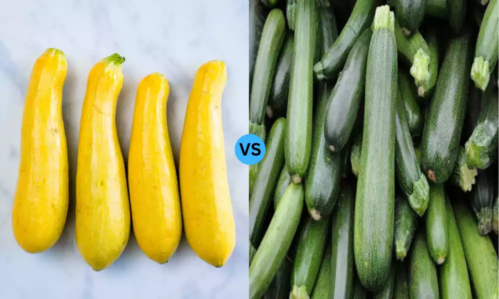 Difference Between Squash vs Zucchini