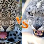 What is the Difference Between Leopard and Snow Leopard