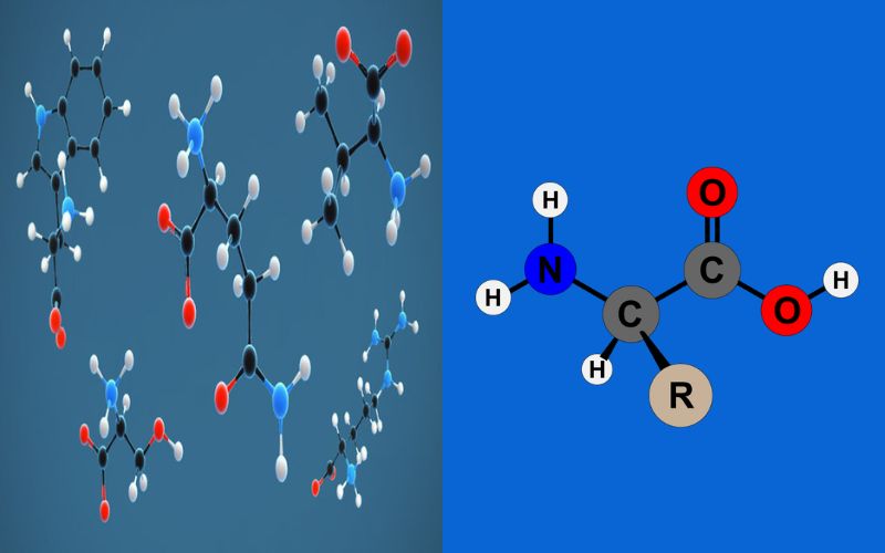 9 Best Difference Between Aliphatic and Aromatic Amino Acids