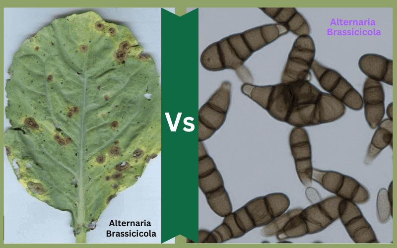 Top 11 Differences Alternaria Brassicae and Alternaria Brassicicola