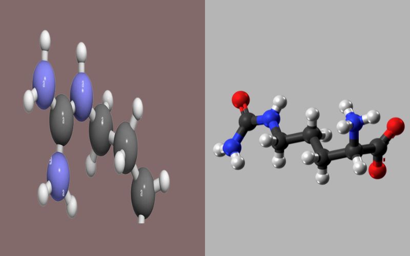 Top 9 Facts About Arginine and Citrulline