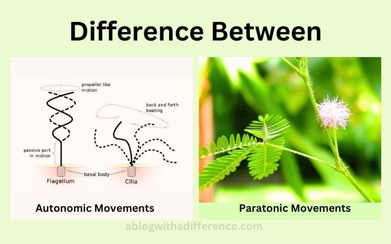 Difference Between Autonomic and Paratonic Movements