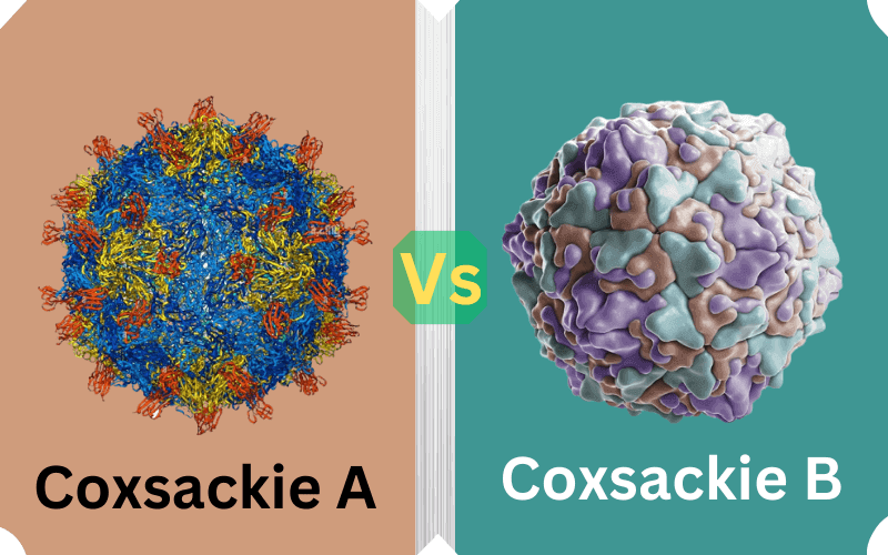 7 Best Difference Between Coxsackie A and B