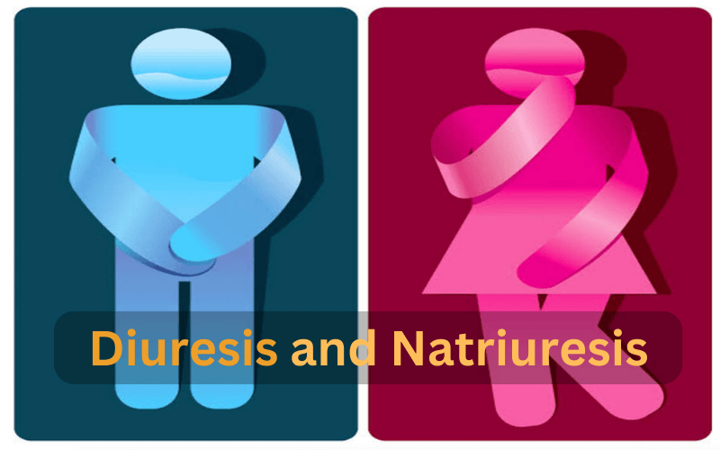 Difference Between Diuresis and Natriuresis