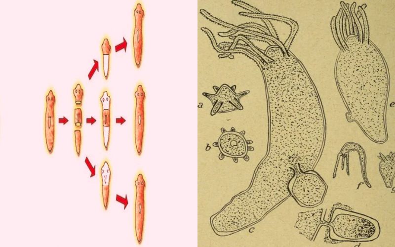 Epimorphosis and Morphallaxis – Best 10 Difference