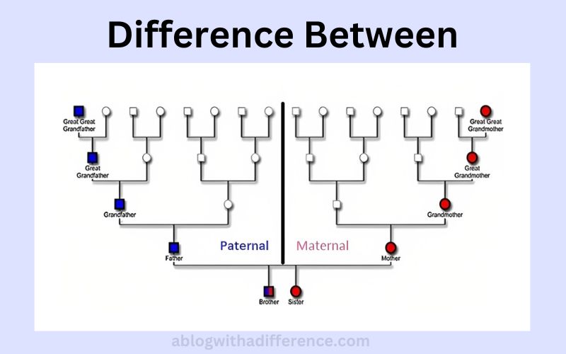 Difference Between Maternal and Paternal DNA Testing