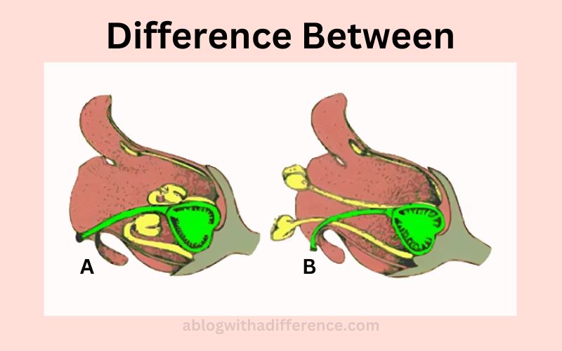 Difference Between Protandry and Protogyny