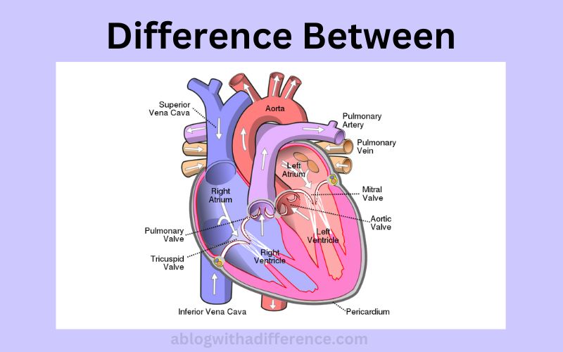 Difference Between Right and Left Atrium