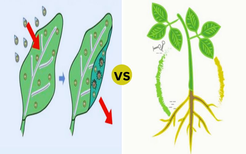 Difference Between Translaminar and Systemic