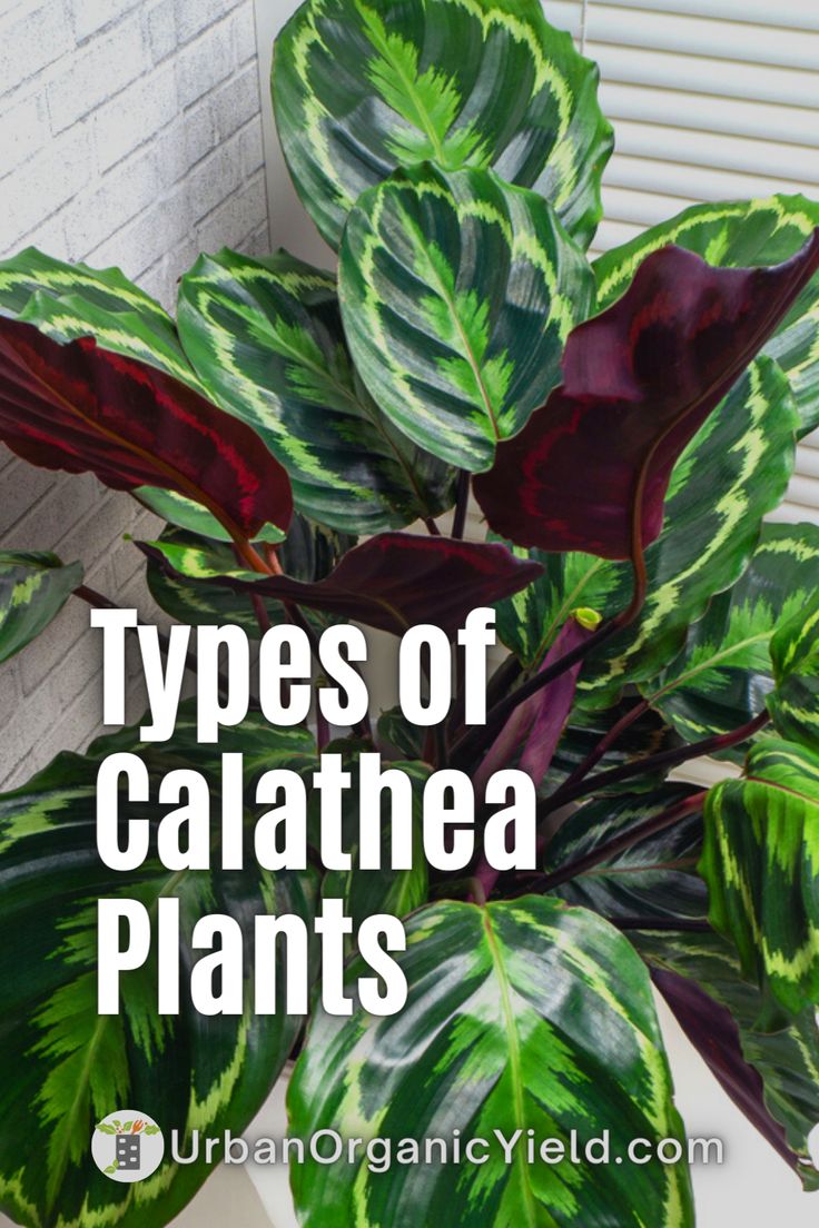 17 Chic Calathea Styling Ideas for Your Home