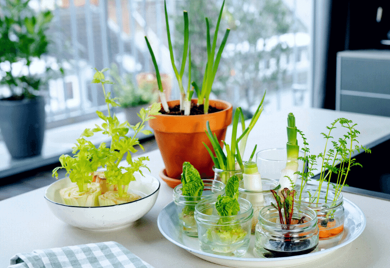 17 Easy Ways to Regrow Herbs from Kitchen Scraps