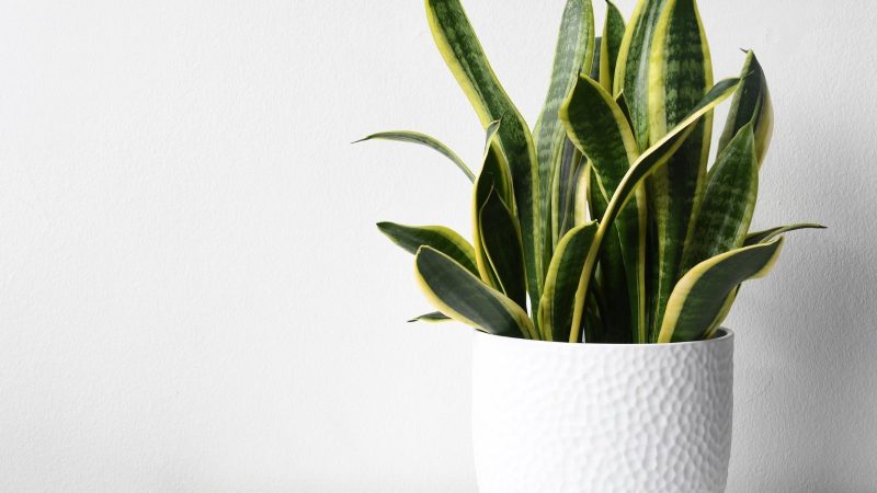 17 Low-Allergen Houseplants to Beautify Your Home