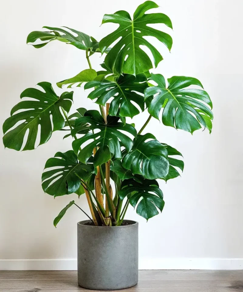 17 Resilient Indoor Plants for Any Temperature