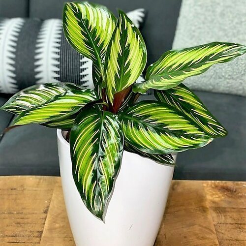 24 Indoor Plants That Elevate Your Interiors