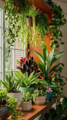 30 Creative Ideas for Jade Empire Green Plant Styling