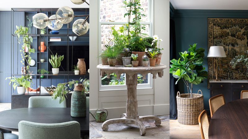 Elevate Your Home with Baroque Plant Displays