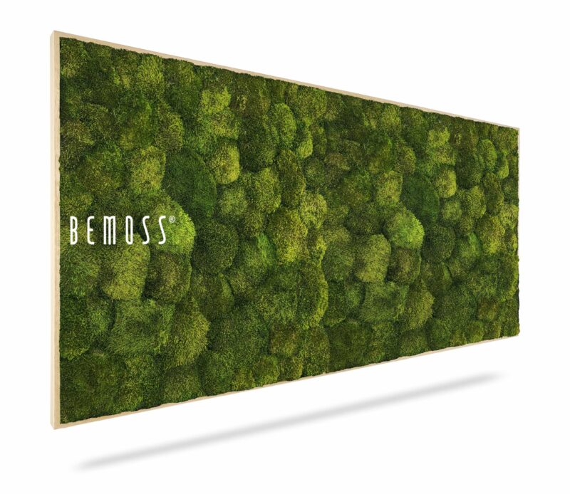 Enchant Your Space with Siberian Fur & Moss Plants