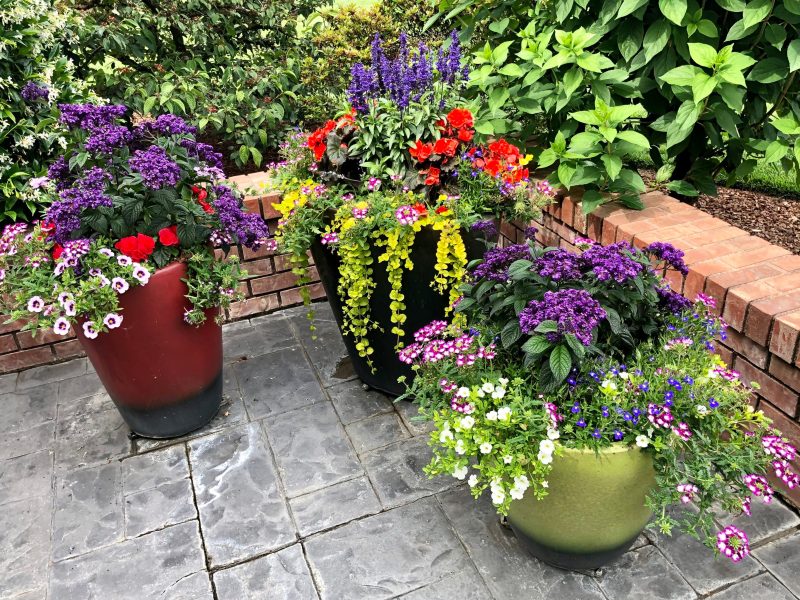 Savanna Sunset Plant Styling Ideas for Your Home