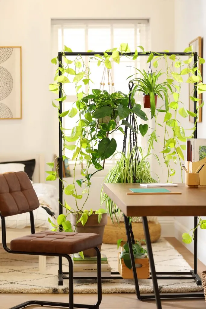 Transform Your Space with 22 Plant-Based Dividers