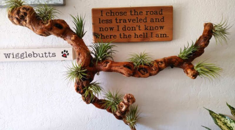 Transform Your Space with Driftwood Plant Displays