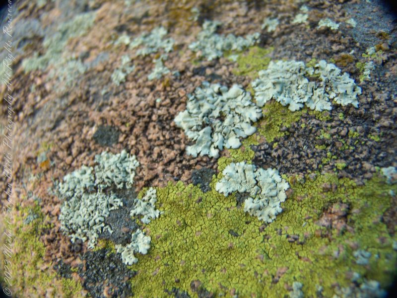 Transform Your Space with Fjord Stones & Lichens