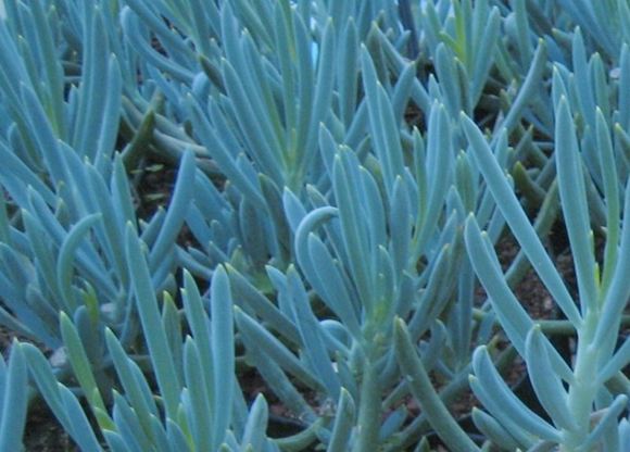 Transform Your Space with Glacier Blue Ice Plants