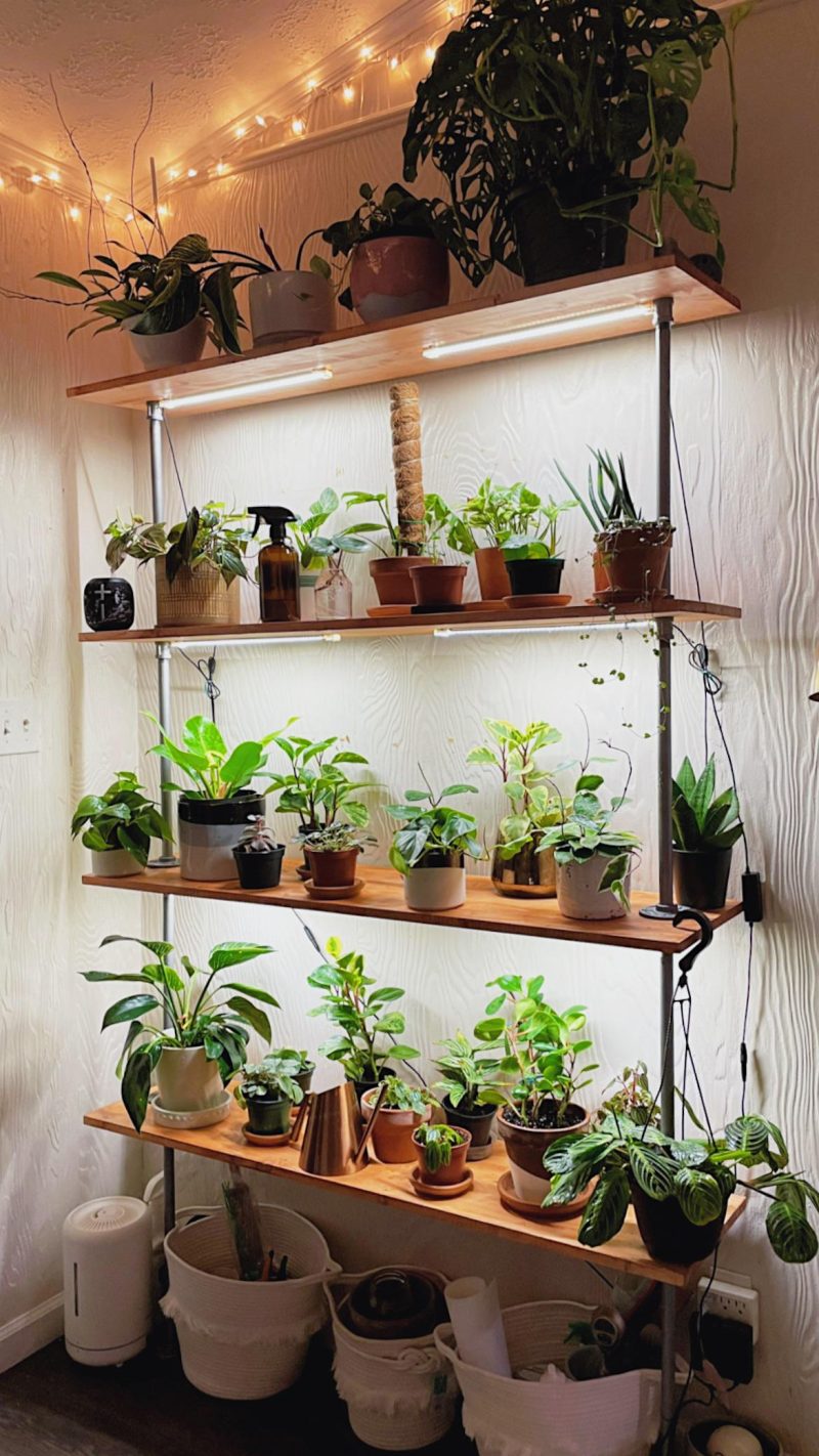 Transform Your Space with Holographic Plant Shelves