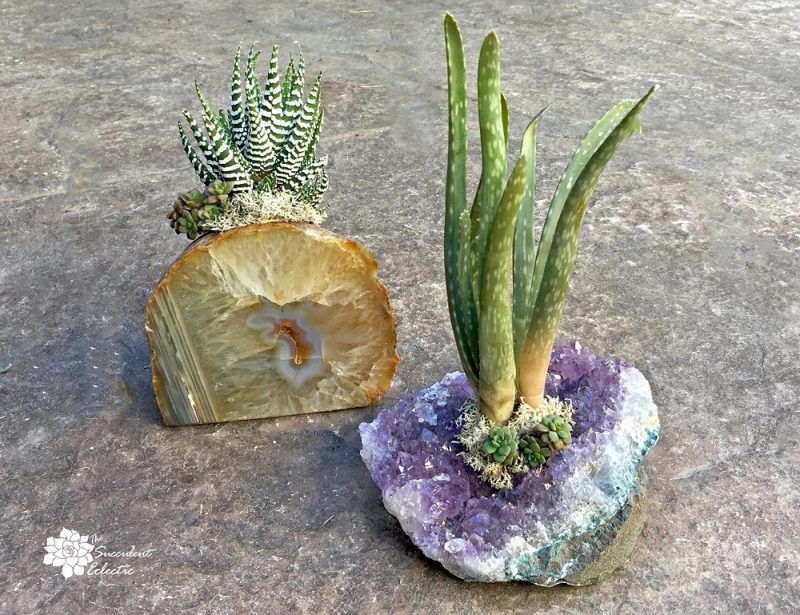Transform Your Space with Prismatic Geode Plant Ideas
